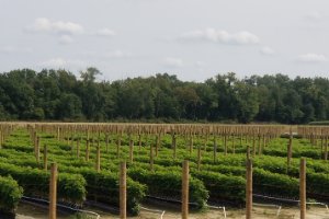 Strawberry Tray Plants & Long Cane Bramble Plants